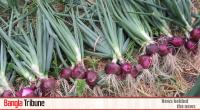 Local onions to hit markets in a week