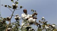 India's cotton exports gain pace as overseas price rise, rupee weakens