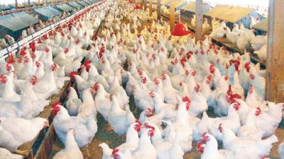 Poultry industry faces jeopardy