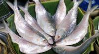 Hilsa catching moratorium ensures bigger fish in the market