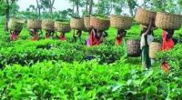 Bangladesh records in tea production in 2019