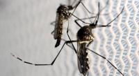 Sterile male mosquitoes to fight dengue outbreak: Minister