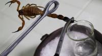Worth the sting: Cuba's scorpion pain remedy