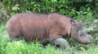 Malaysia's last male Sumatran rhino dies