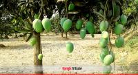 Naogaon farmers turning croplands into mango orchards