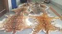 Wildlife trafficking continue to rise