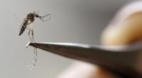 Over 7,700 dengue cases recorded since January
