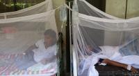 Daily dengue cases see significant fall