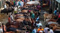 India's ban on cattle export: A blessing for Bangladesh