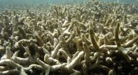 Ocean heat waves damage reefs, kill coral