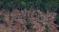 World 'losing battle' on 2020 goal to cut deforestation