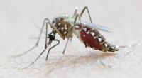 Australian scientists make breakthrough on preventing dengue