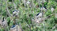 Bird nests at Rajshahi orchard can’t be destroyed: HC
