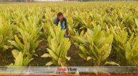 Nilphamari farmers tilt towards turmeric for profit