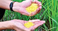 Bangladesh in world first to plant golden rice