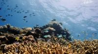 'Runaway warming could sink fishing and reef tourism'