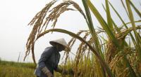 Drought, cold wave threaten rice crops in Asia