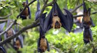 Fresh Nipah infected patient at KMCH
