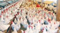 Poultry industry faces jeopardy
