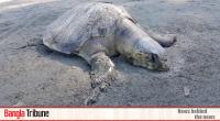 Dolphins, turtles dying in Saint Martin