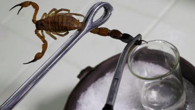 Worth the sting: Cuba's scorpion pain remedy