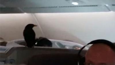 Stowaway bird found on plane mid-flight