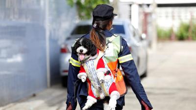 A dog's life: Bangkok street sweeper carries pet to work