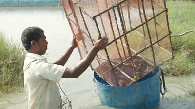 Sundarban crabs demand shoots up in global market